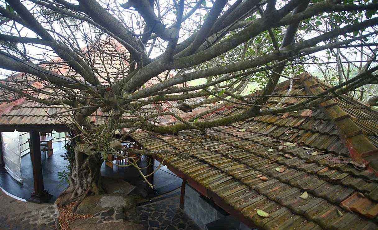 Niraamaya Wellness Retreats, Surya Samudra, Resort